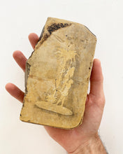 Load image into Gallery viewer, Lithostone