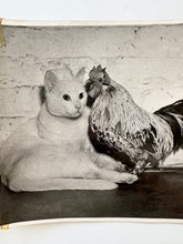 Load image into Gallery viewer, Press photo cat and rooster
