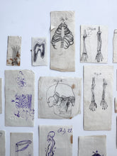 Load image into Gallery viewer, Naive anatomy drawings
