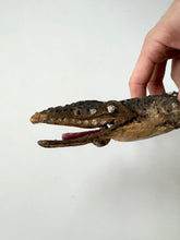 Load image into Gallery viewer, Late 19th century alligator(?)
