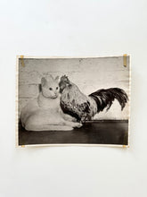 Load image into Gallery viewer, Press photo cat and rooster
