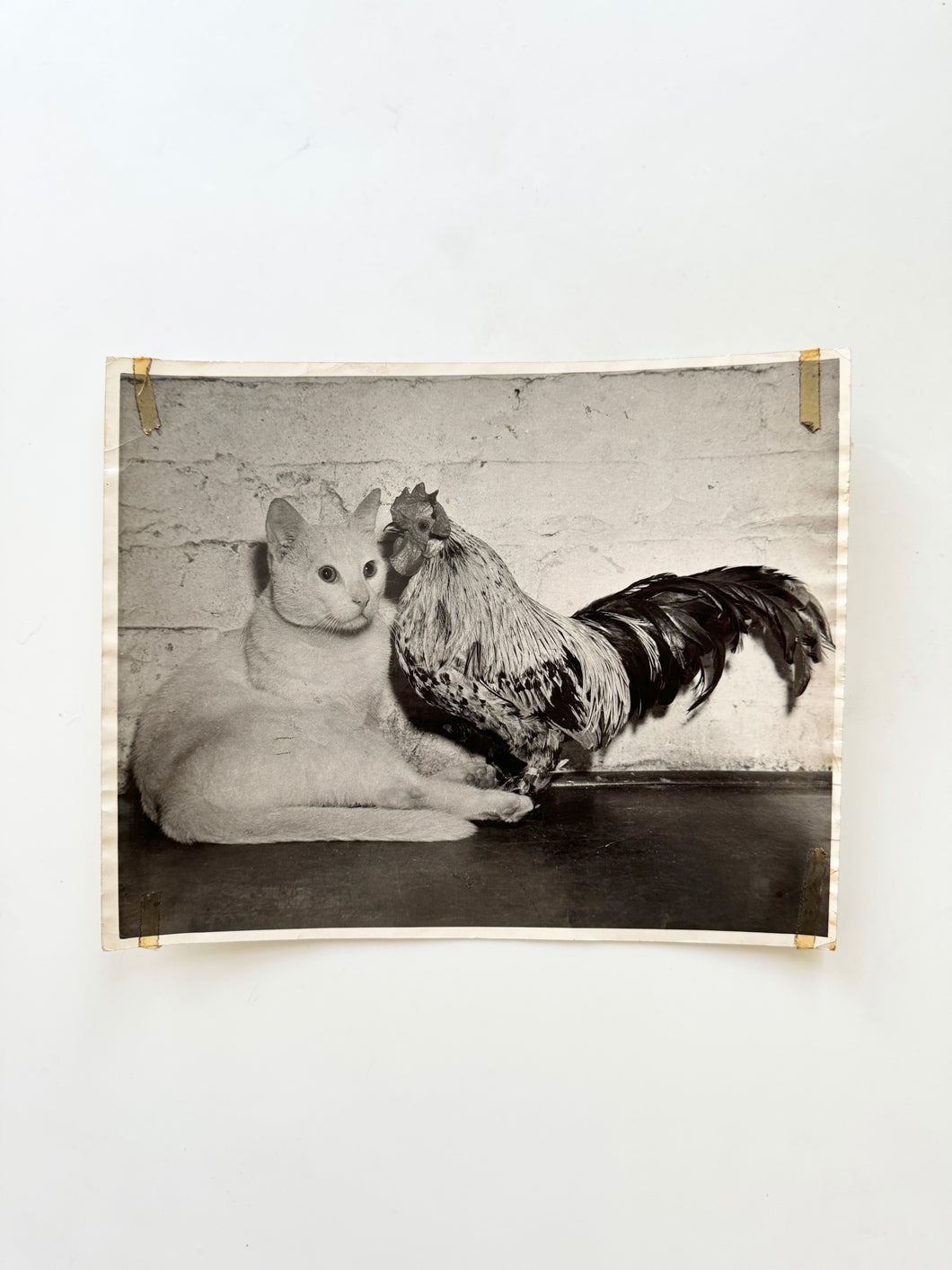 Press photo cat and rooster