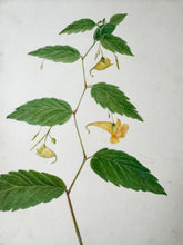 Load image into Gallery viewer, Jewelweed
