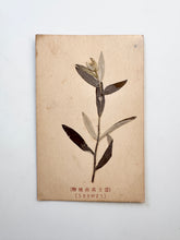 Load image into Gallery viewer, Japanese postcard
