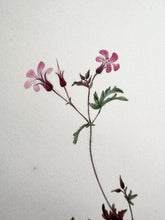 Load image into Gallery viewer, 19th century geranium watercolor
