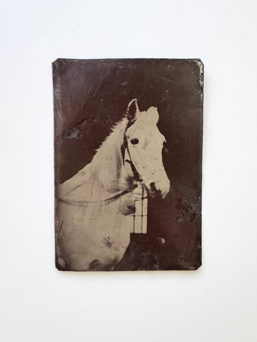 Large Horse Tintype
