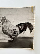 Load image into Gallery viewer, Press photo cat and rooster
