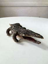 Load image into Gallery viewer, Late 19th century alligator(?)
