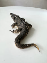 Load image into Gallery viewer, Late 19th century alligator(?)
