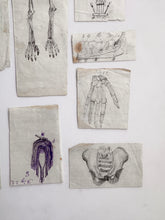 Load image into Gallery viewer, Naive anatomy drawings
