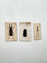 Load image into Gallery viewer, 19th century beetle paintings
