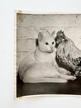 Load image into Gallery viewer, Press photo cat and rooster
