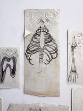 Load image into Gallery viewer, Naive anatomy drawings
