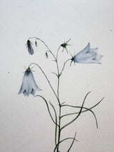 Load image into Gallery viewer, 19th Century Watercolor. Harebell
