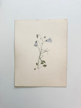 Load image into Gallery viewer, 19th Century Watercolor. Harebell
