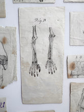Load image into Gallery viewer, Naive anatomy drawings
