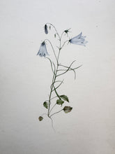 Load image into Gallery viewer, 19th Century Watercolor. Harebell
