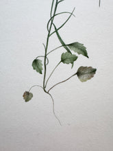 Load image into Gallery viewer, 19th Century Watercolor. Harebell
